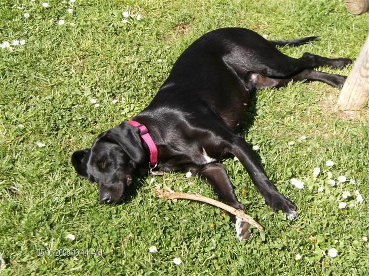 Blanding af racer Dolly billede 4