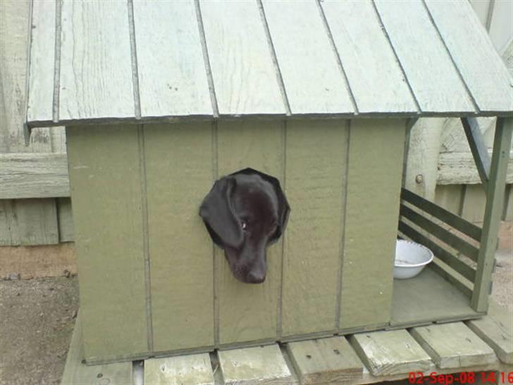 Blanding af racer Dolly billede 5