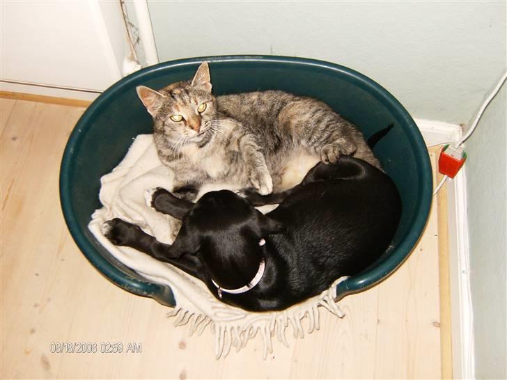 Blanding af racer Dolly billede 6