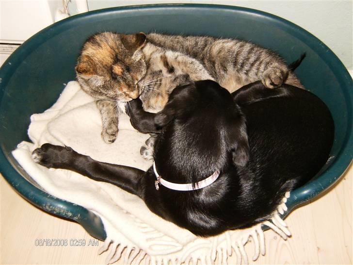 Blanding af racer Dolly billede 7