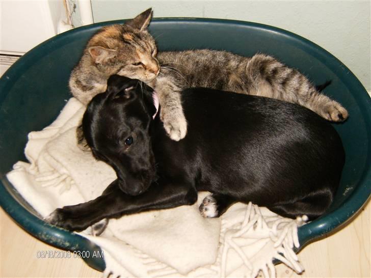 Blanding af racer Dolly billede 8