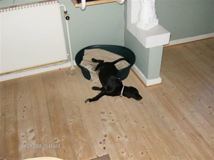 Blanding af racer Dolly billede 9