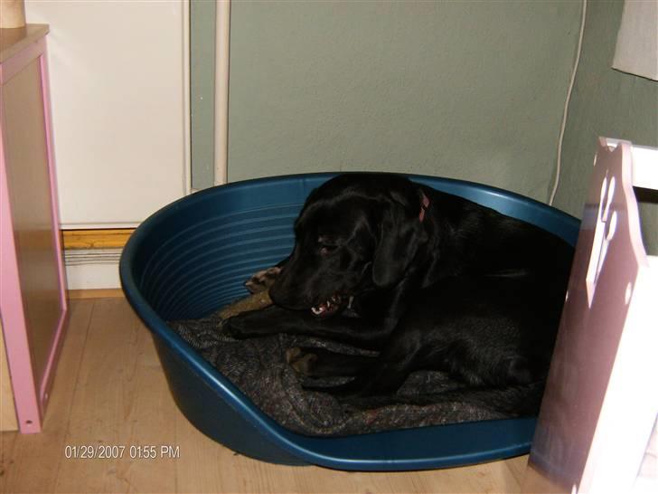 Blanding af racer Dolly billede 10