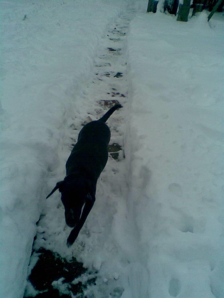 Blanding af racer Dolly billede 11