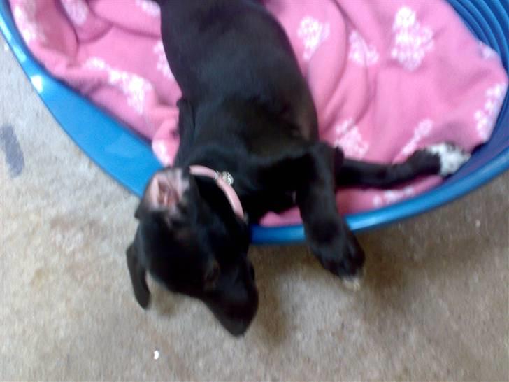 Blanding af racer Dolly billede 12