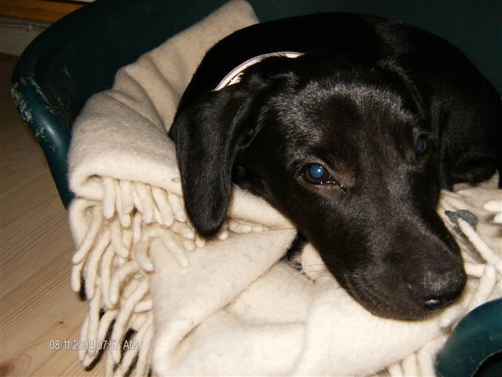 Blanding af racer Dolly billede 13