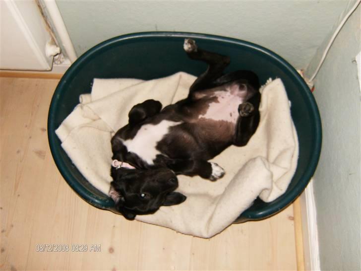 Blanding af racer Dolly billede 14