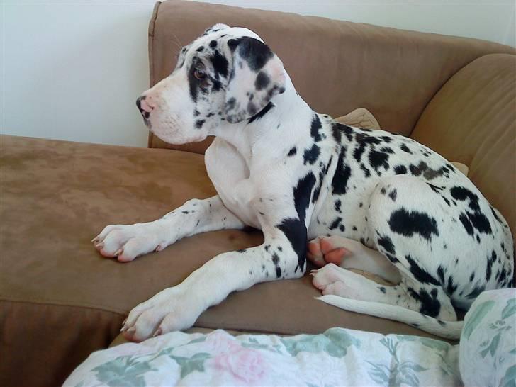 Grand danois Zenta - 3 mdr billede 1