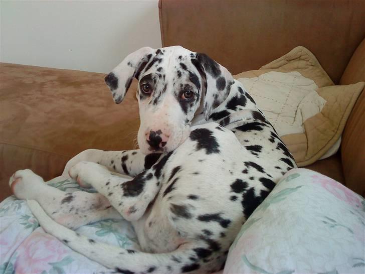 Grand danois Zenta billede 2