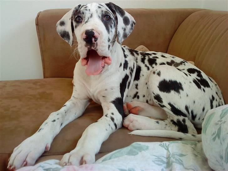 Grand danois Zenta billede 3