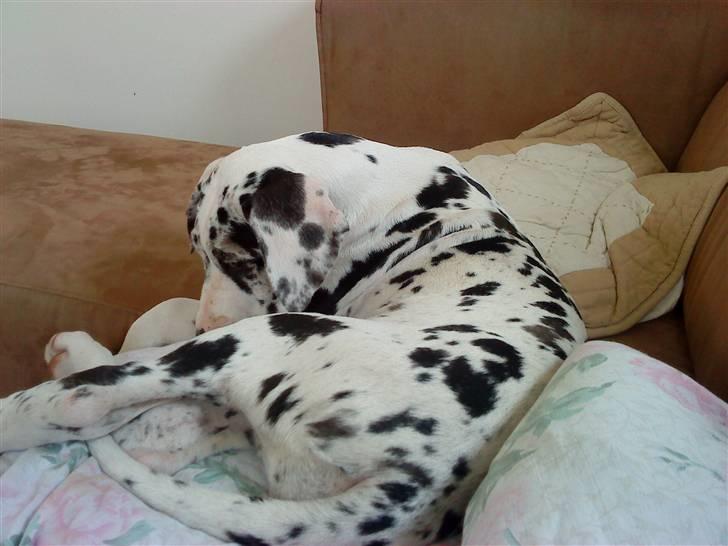 Grand danois Zenta billede 4