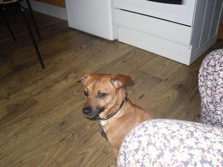 Blanding af racer King <3 billede 18