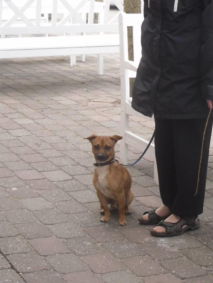 Blanding af racer King <3 billede 19