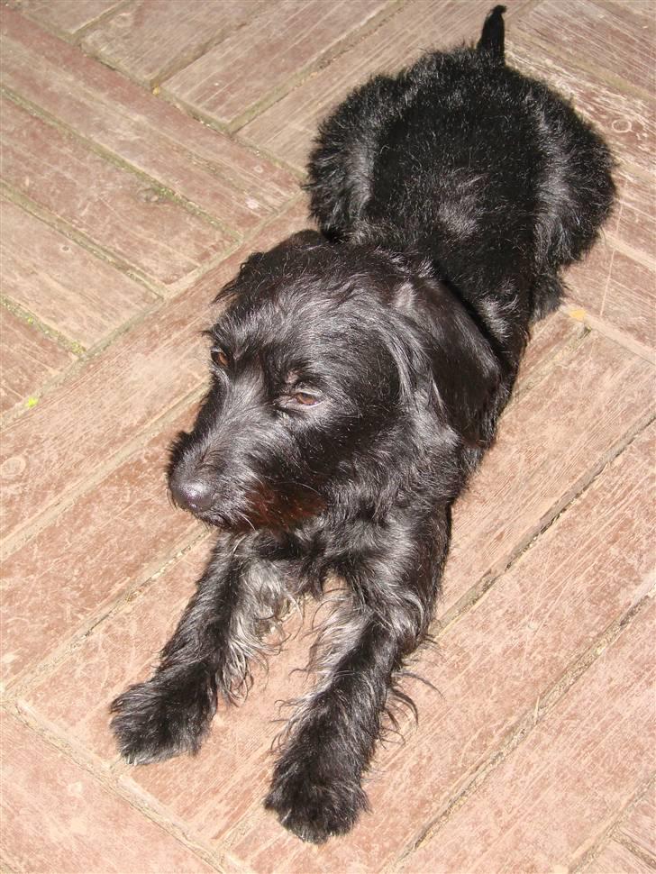 Blanding af racer ægte gravlab Emma :0) billede 2