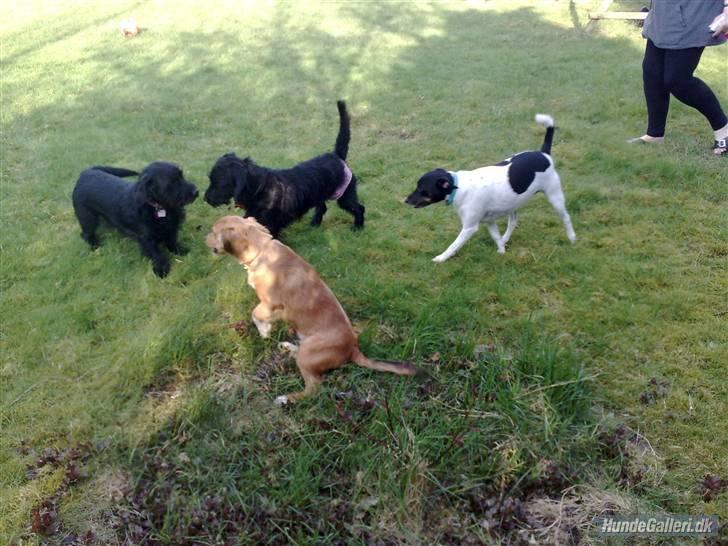 Blanding af racer ægte gravlab Emma :0) - Emma leger med søster Coco, Nico og Wuffie. billede 8
