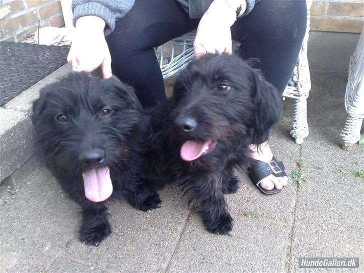 Blanding af racer ægte gravlab Emma :0) - Mig og min dejlige søster Coco. Coco har også en profil her på hundegalleri. billede 11