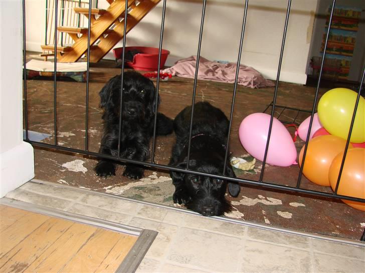 Blanding af racer ægte gravlab Emma :0) - De to bur hunde billede 12