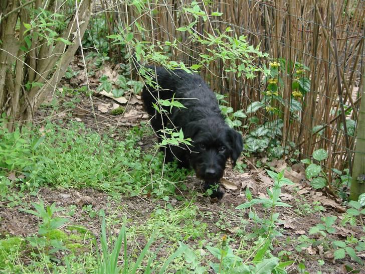 Blanding af racer ægte gravlab Emma :0) - På opdagelse i vildmarken. billede 13