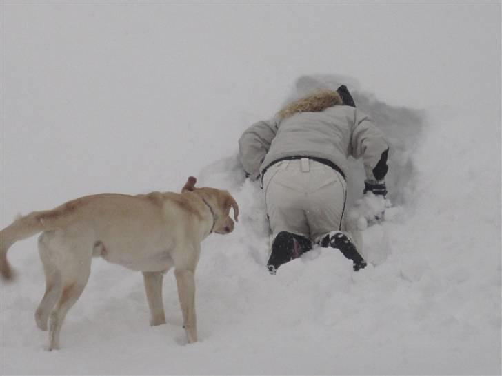 Labrador retriever Tarzan billede 11