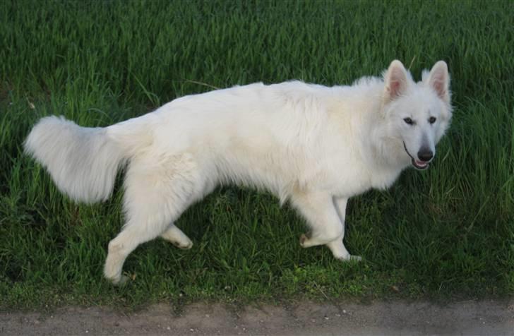 Hvid schæfer Baloo billede 18