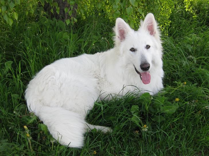 Hvid schæfer Baloo billede 19