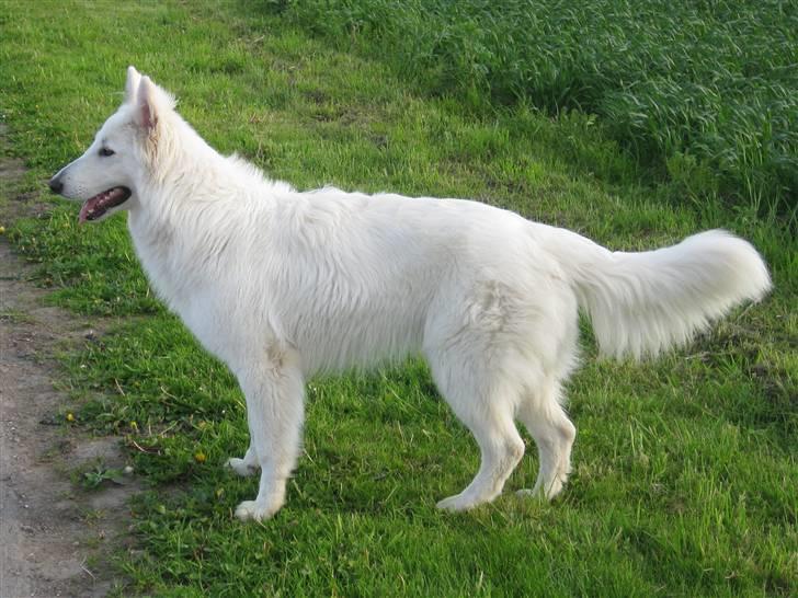 Hvid schæfer Baloo billede 20