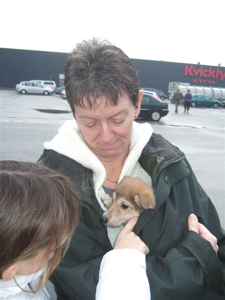 Blanding af racer Quark<3min - Dette er første gang jeg så min hundiii. billede 1