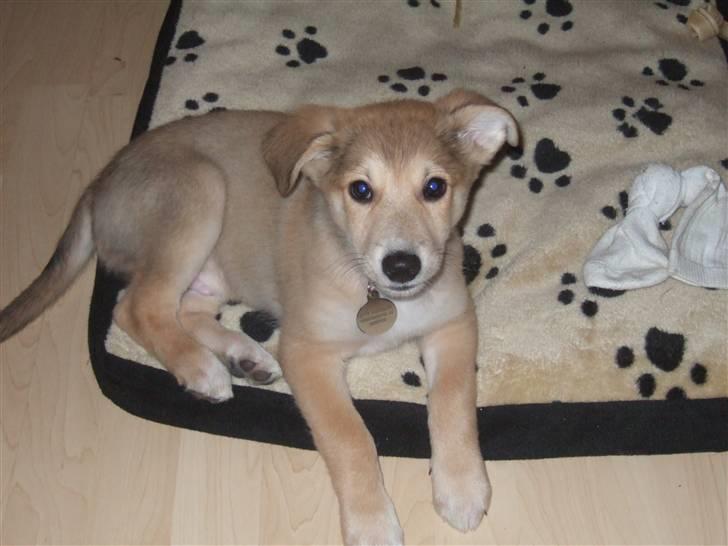 Blanding af racer Quark<3min - "Øhh, hvad er der?" sagde den søvnige hund... billede 2