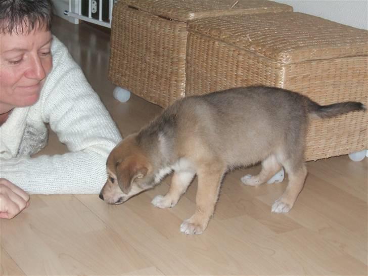 Blanding af racer Quark<3min - Min lille nysgerrige vaps... billede 3