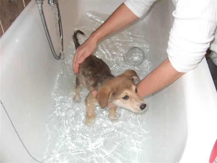 Blanding af racer Quark<3min - "ADDDD! Det er jo vådt..." billede 4