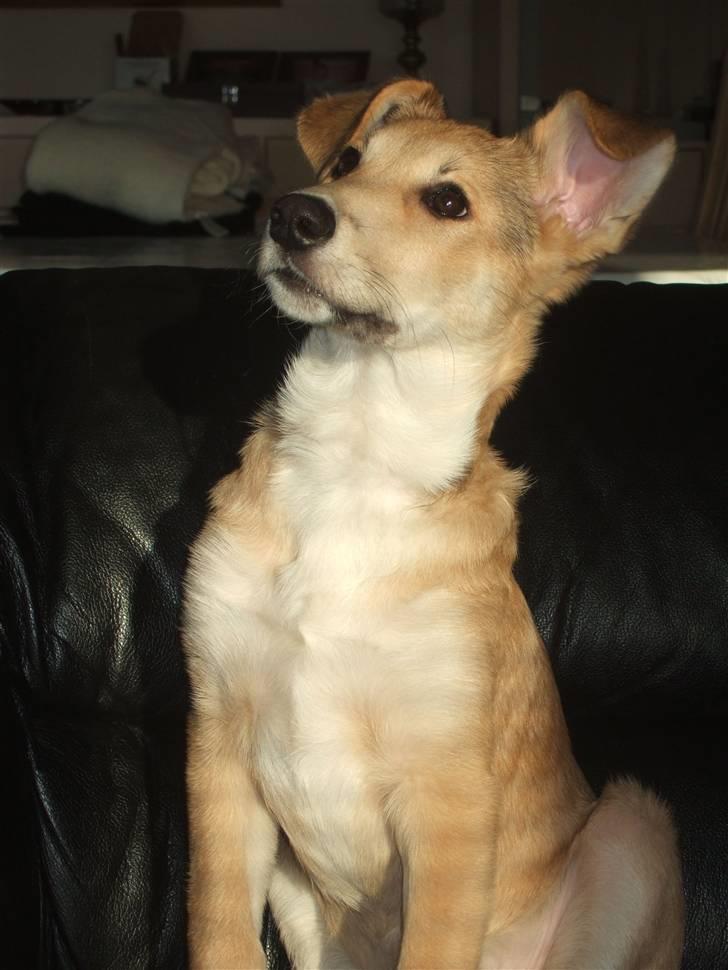 Blanding af racer Quark<3min - King Quark. billede 5