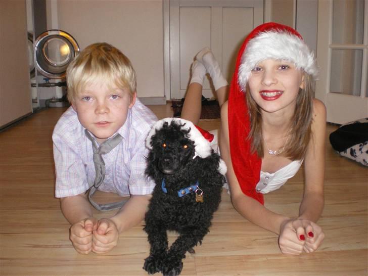 Dværgpuddel Pjuske Æ. *Krølle* - Jaaa...! Jul! Måske får jeg en ny bold i julegave hvis jeg smiler rigtig sødt til fotografen og ikke tager nissehuen af... billede 6