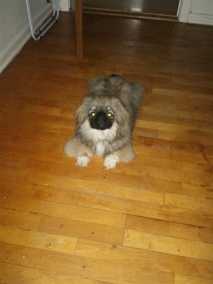 Pekingeser Luna billede 13