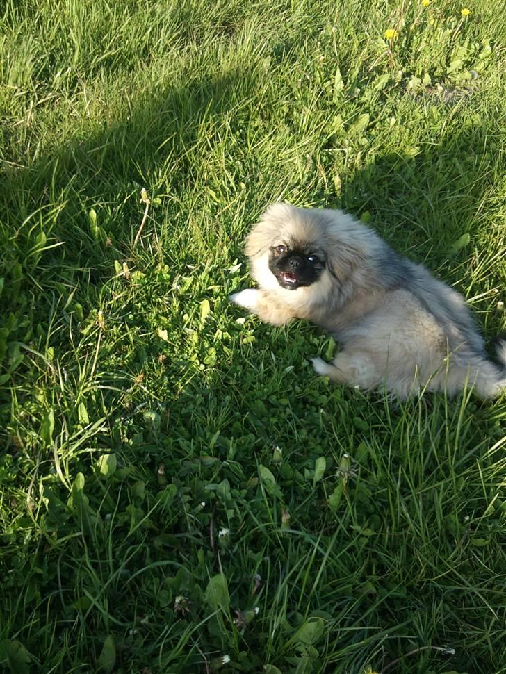 Pekingeser Luna billede 14