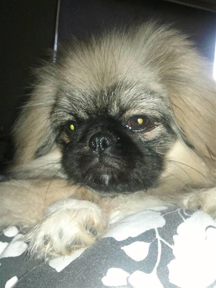 Pekingeser Luna billede 15
