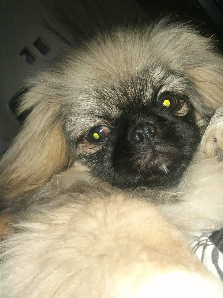 Pekingeser Luna billede 16