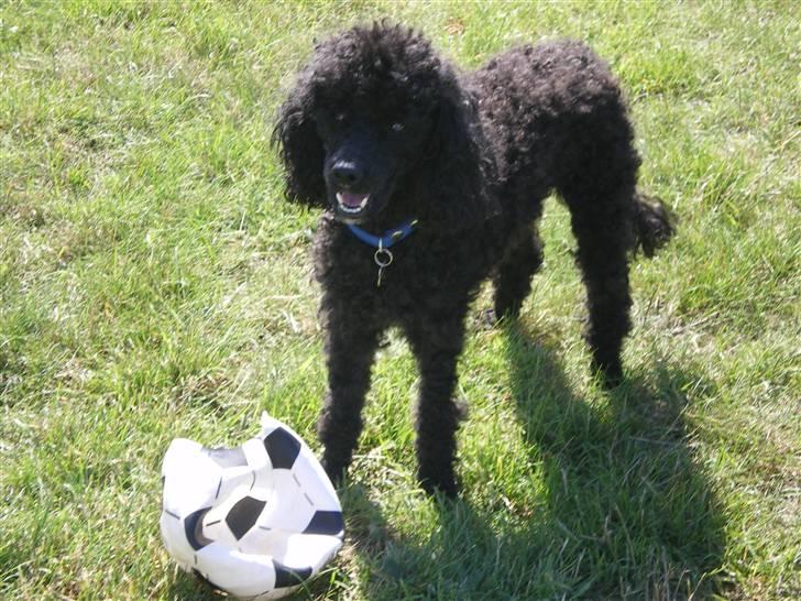 Dværgpuddel Pjuske Æ. *Krølle* - Kom nuuu... Vil du ikke nok kaste den laaangt væk så jeg kan hente den...? billede 7