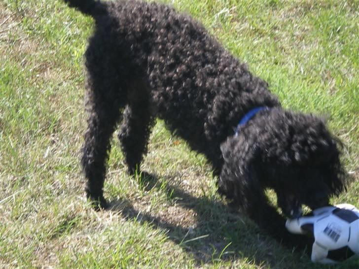 Dværgpuddel Pjuske Æ. *Krølle* - Den smager også godt! Vil du smage? billede 8