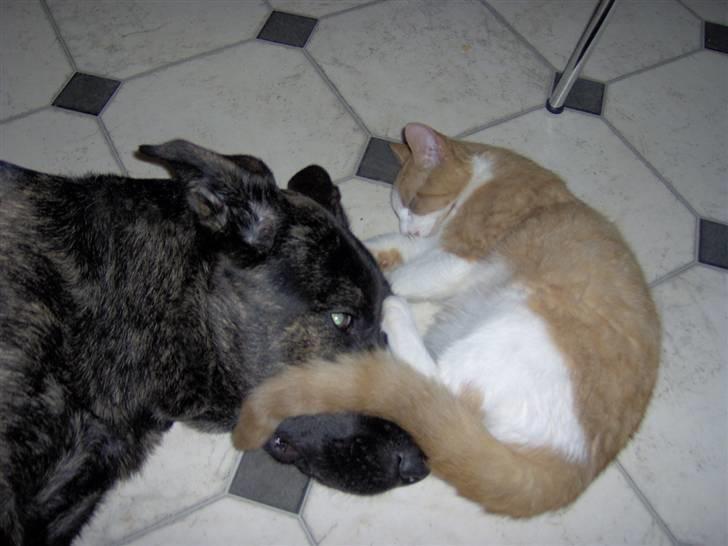 Blanding af racer Trunte - En lille hyggestund med Trunte og Sisse, vores kat. billede 1