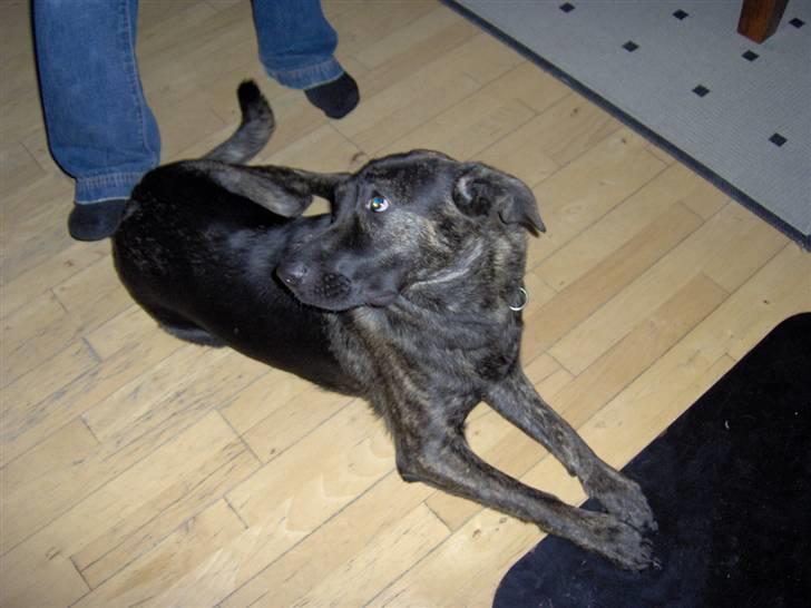 Blanding af racer Trunte - Juleaften, truntes fødselsdag :0) billede 2