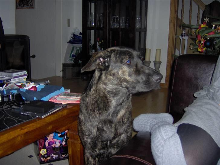 Blanding af racer Trunte billede 3