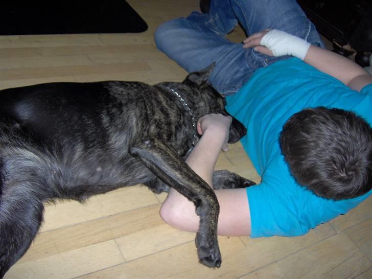 Blanding af racer Trunte - Daniel min kæreste og Trunte leger på gulvet. billede 4