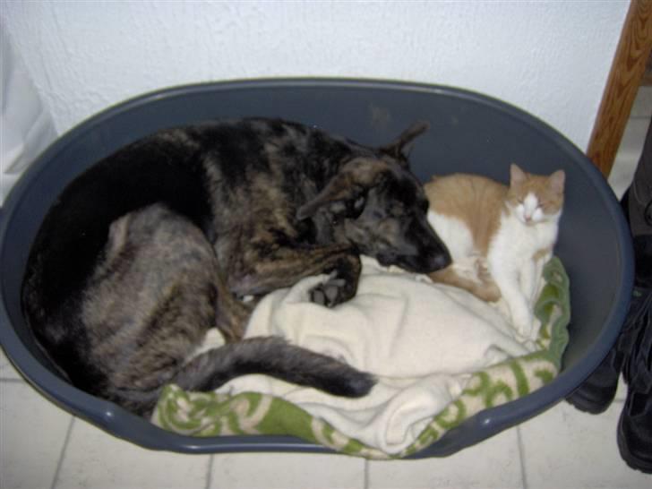 Blanding af racer Trunte - Meget trætte dyr... billede 5