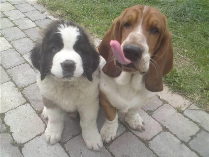 Sankt bernhardshund George billede 1