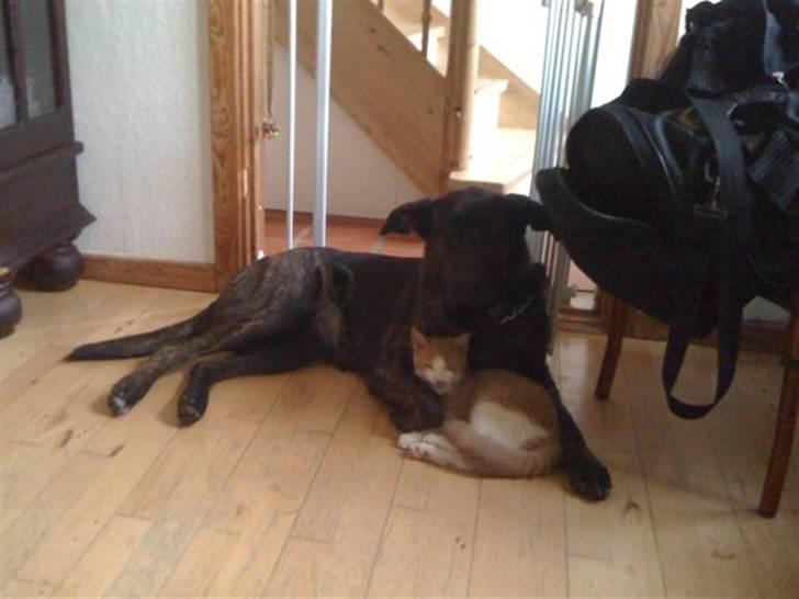 Blanding af racer Trunte - Sisse Ellllsssskkkker Trunte:0) billede 7