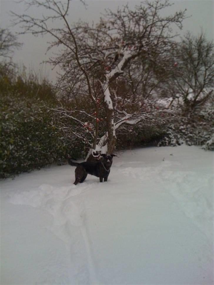 Blanding af racer Trunte billede 8