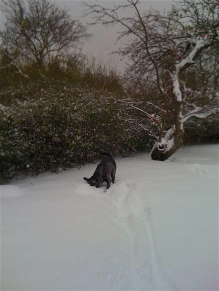 Blanding af racer Trunte billede 9