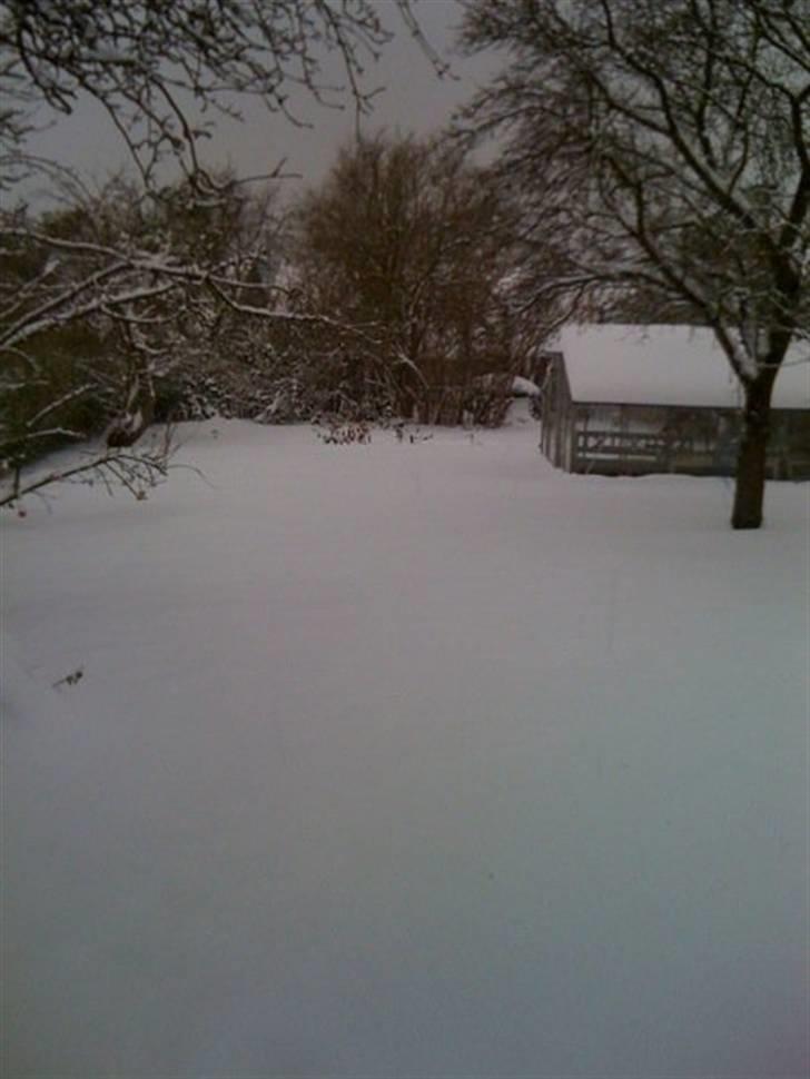 Blanding af racer Trunte - Truntes have billede 10