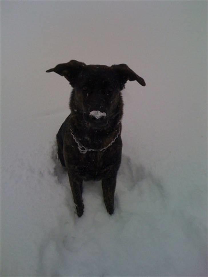 Blanding af racer Trunte - Hun er helt syg med sne... billede 11