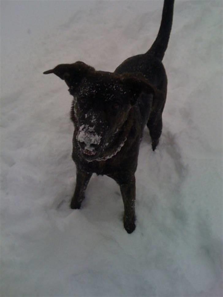 Blanding af racer Trunte - Vi leger i haven, men der stadig ligger rigtigt meget sne. Truntes første vinter hvor hun oplever sne billede 12